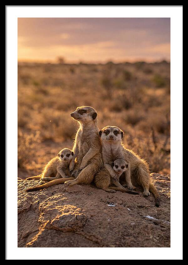 African Meerkats Enjoying The Sun