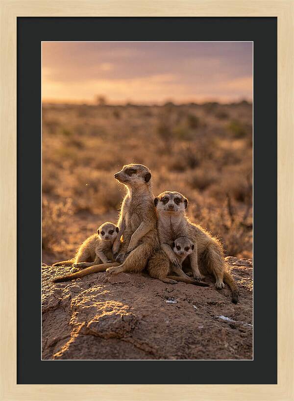 African Meerkats Enjoying The Sun