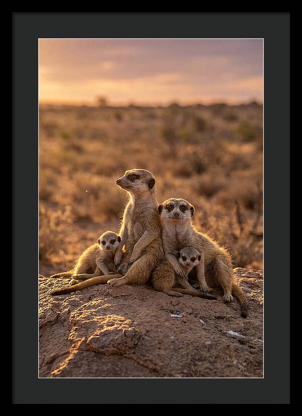 African Meerkats Enjoying The Sun