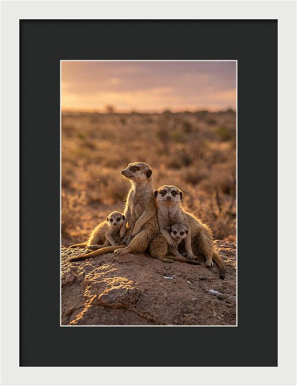 African Meerkats Enjoying The Sun