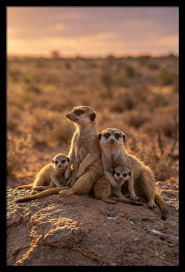 African Meerkats Enjoying The Sun