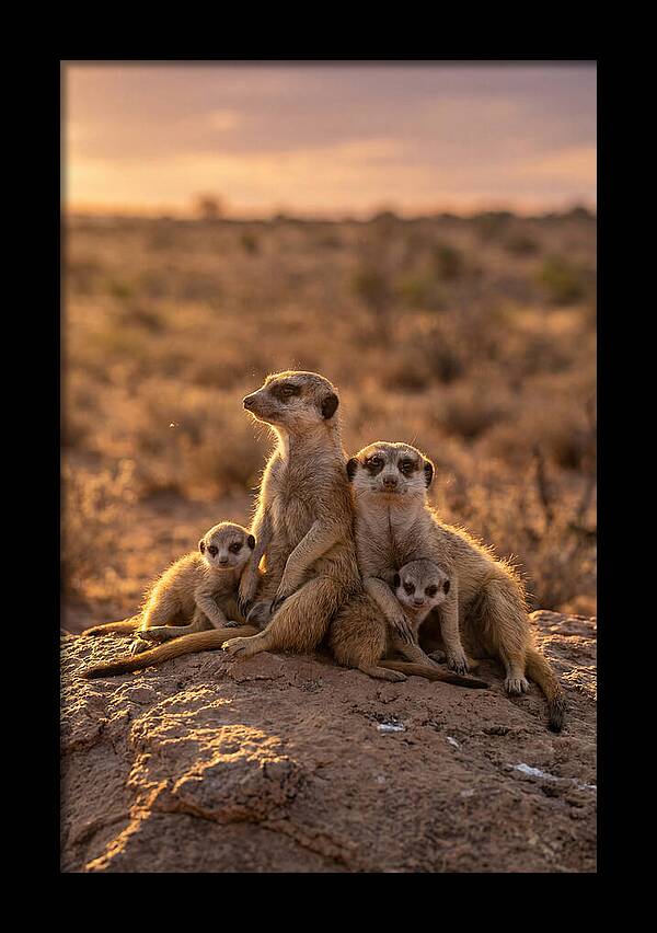African Meerkats Enjoying The Sun