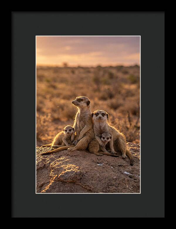 African Meerkats Enjoying The Sun