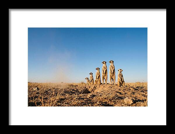 African Meerkats On Alert
