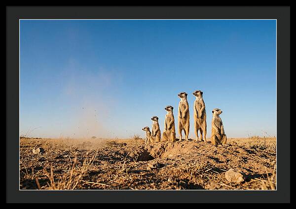 African Meerkats On Alert