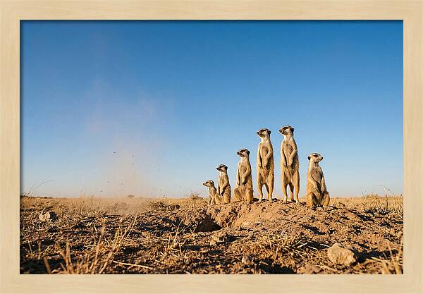 African Meerkats On Alert