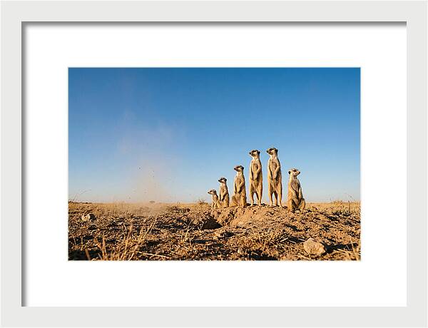 African Meerkats On Alert