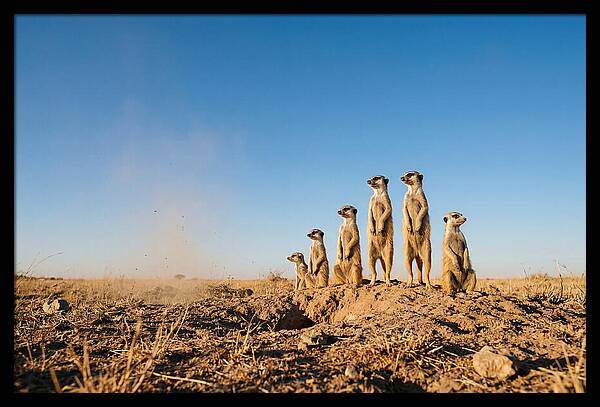 African Meerkats On Alert