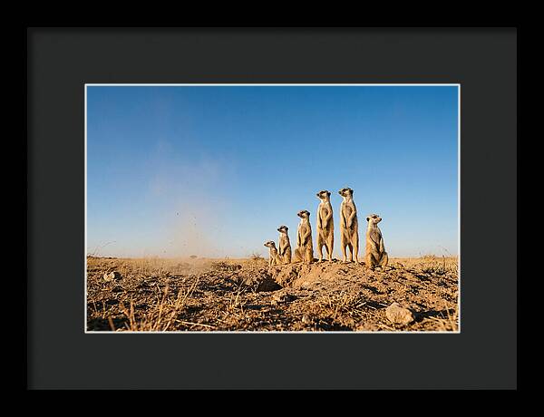African Meerkats On Alert