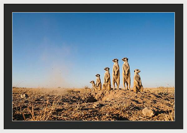 African Meerkats On Alert
