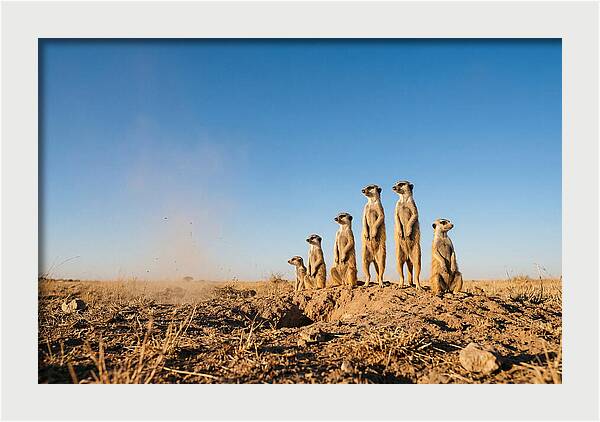 African Meerkats On Alert