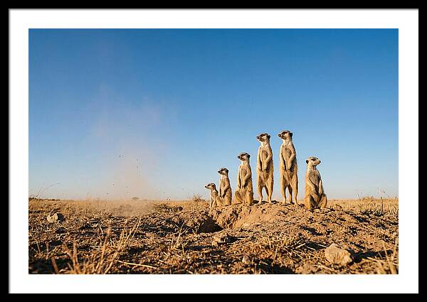 African Meerkats On Alert