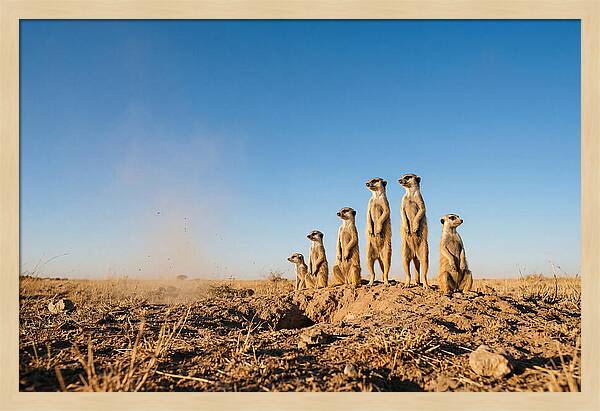 African Meerkats On Alert