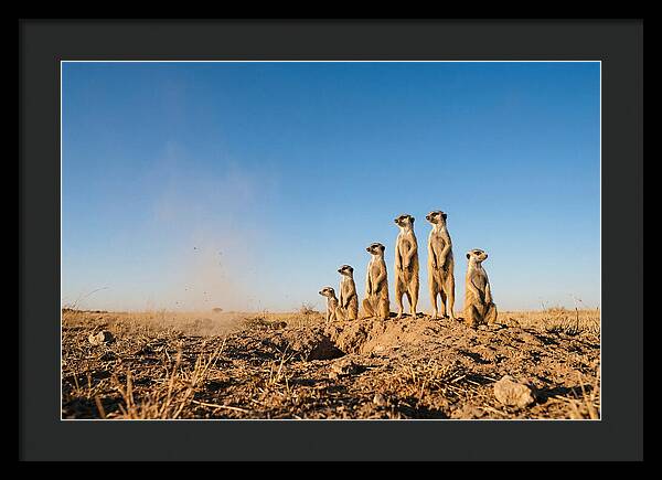 African Meerkats On Alert