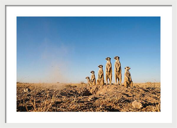 African Meerkats On Alert