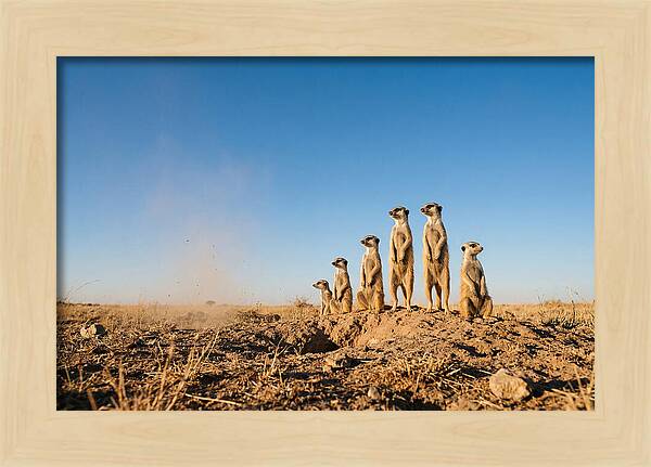 African Meerkats On Alert