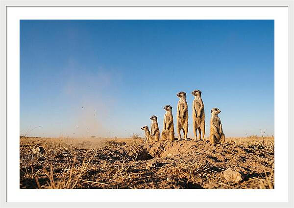 African Meerkats On Alert