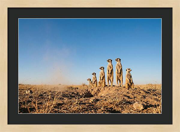 African Meerkats On Alert