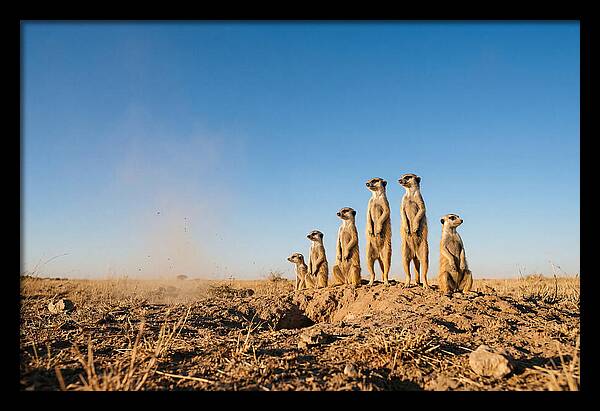 African Meerkats On Alert