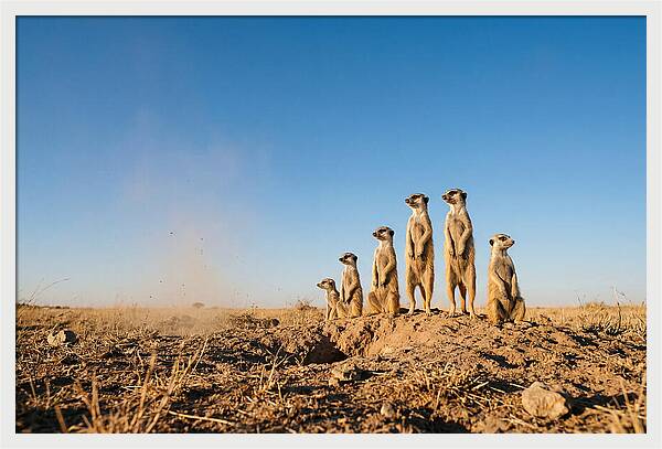 African Meerkats On Alert
