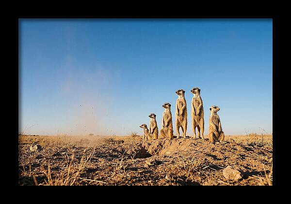 African Meerkats On Alert