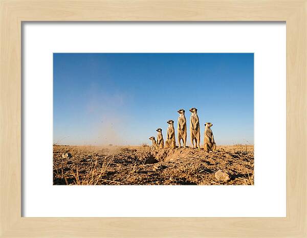 African Meerkats On Alert