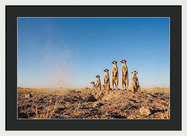 African Meerkats On Alert