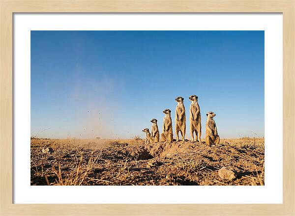 African Meerkats On Alert
