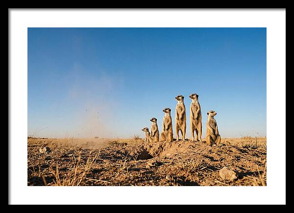 African Meerkats On Alert