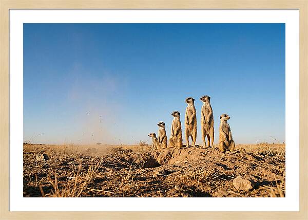 African Meerkats On Alert
