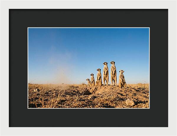 African Meerkats On Alert