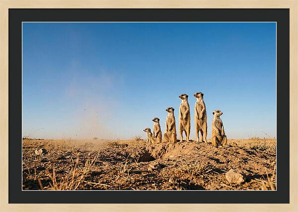 African Meerkats On Alert