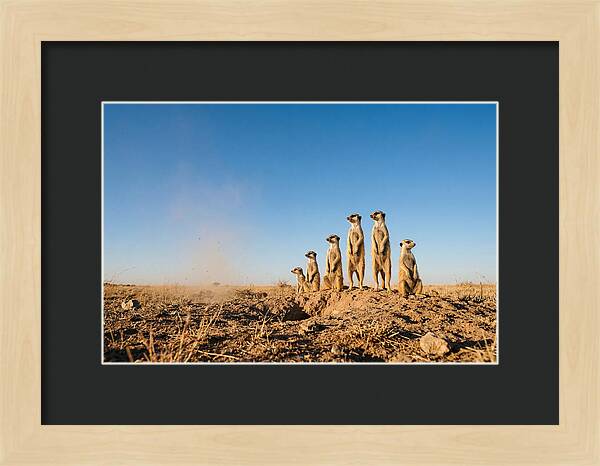 African Meerkats On Alert