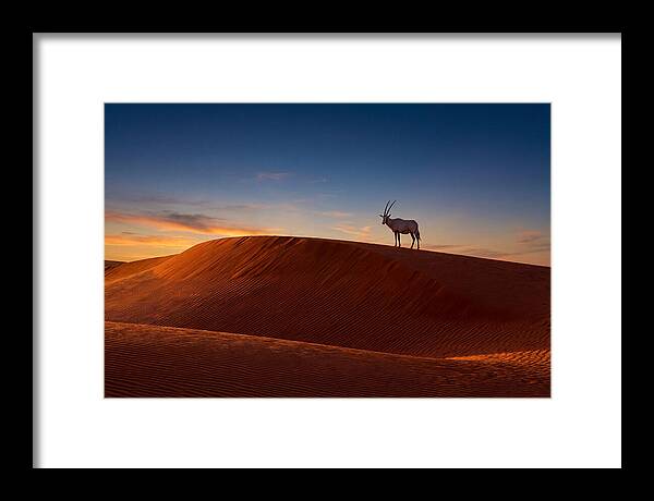 African Oryx Against Sunset Dunes