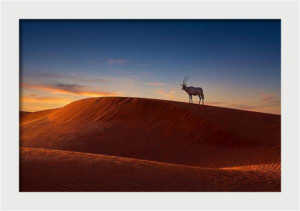 African Oryx Against Sunset Dunes