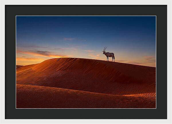African Oryx Against Sunset Dunes