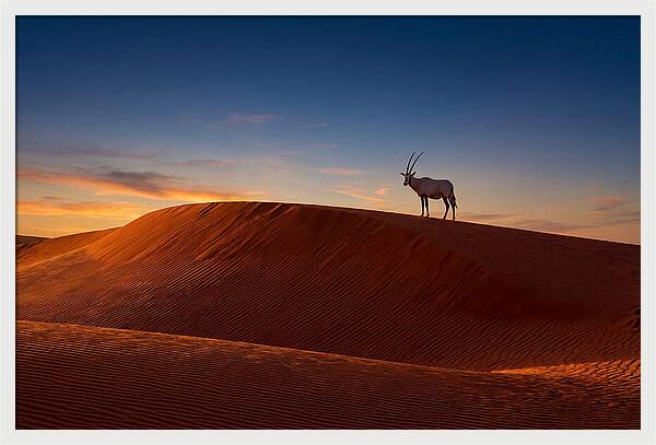 African Oryx Against Sunset Dunes