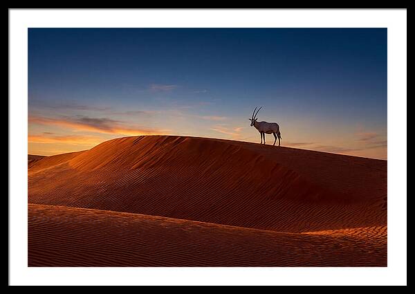 African Oryx Against Sunset Dunes