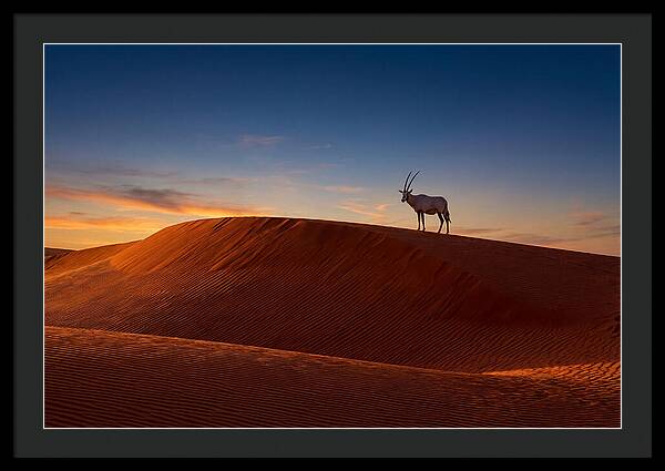 African Oryx Against Sunset Dunes