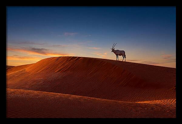 African Oryx Against Sunset Dunes