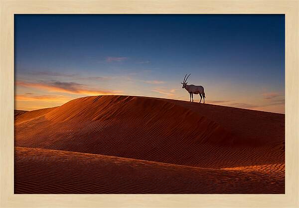 African Oryx Against Sunset Dunes