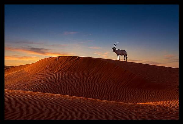 African Oryx Against Sunset Dunes