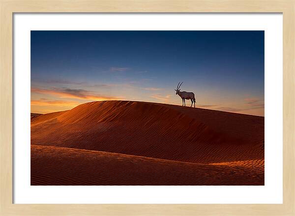 African Oryx Against Sunset Dunes