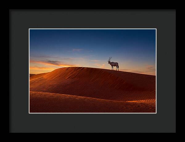 African Oryx Against Sunset Dunes