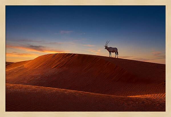 African Oryx Against Sunset Dunes