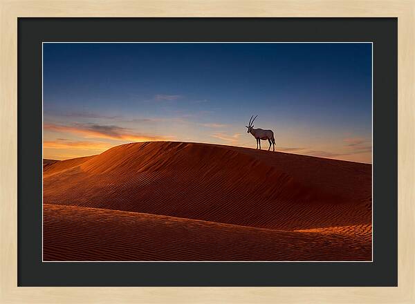 African Oryx Against Sunset Dunes