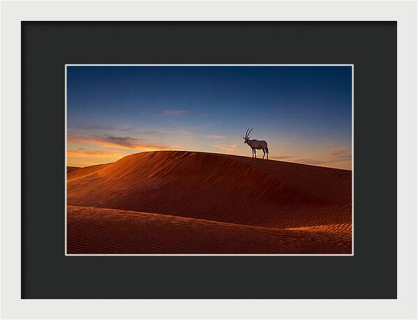 African Oryx Against Sunset Dunes