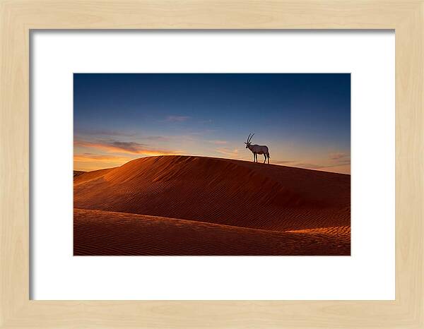African Oryx Against Sunset Dunes