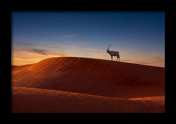 African Oryx Against Sunset Dunes
