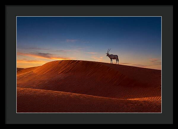 African Oryx Against Sunset Dunes